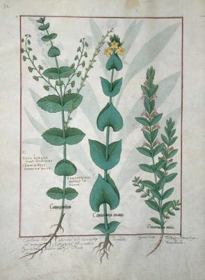 Chamaedrys, Common Centaury and Germander, Illustration from The Book of Simple Medicines, by Mattheaus Platearius (d.c.1161) c.1470 by Robinet Testard